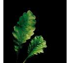 Leaf Radish 3 k Reďkev siata (1)