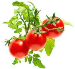 Click and Grow Mini paradajky